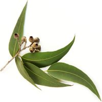 eucalyptus-essential-oil-200x200