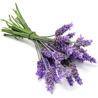 lavender-essential-oil-200x200