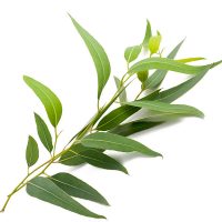 tea tree essential oil