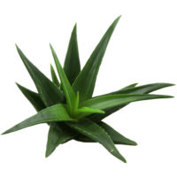 Aloe-Vera